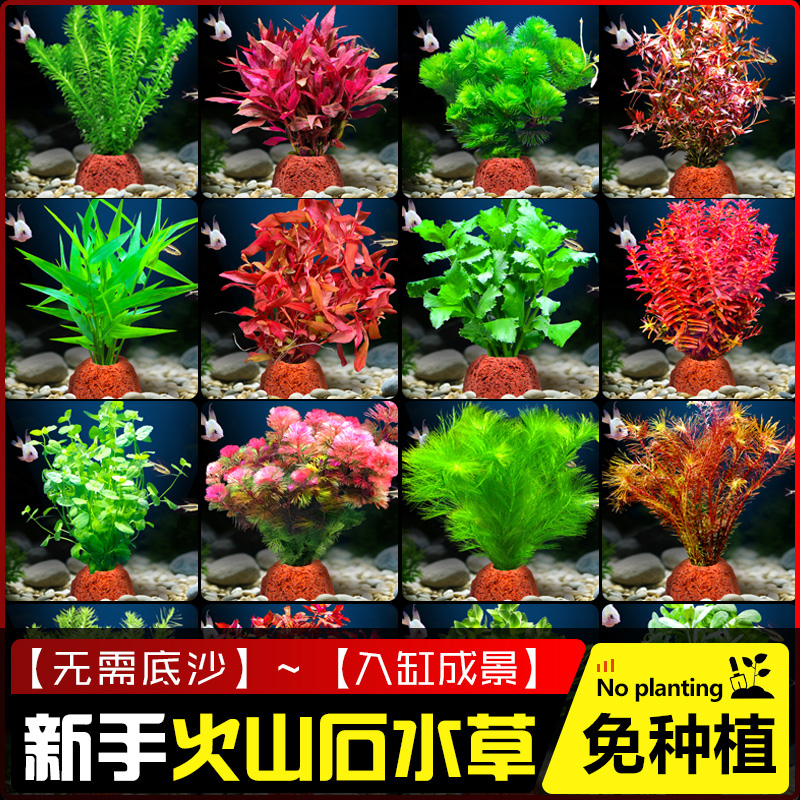 火山石水草植物鱼缸造景水培阴性蜈蚣草绿菊真草摆件水族箱全套餐
