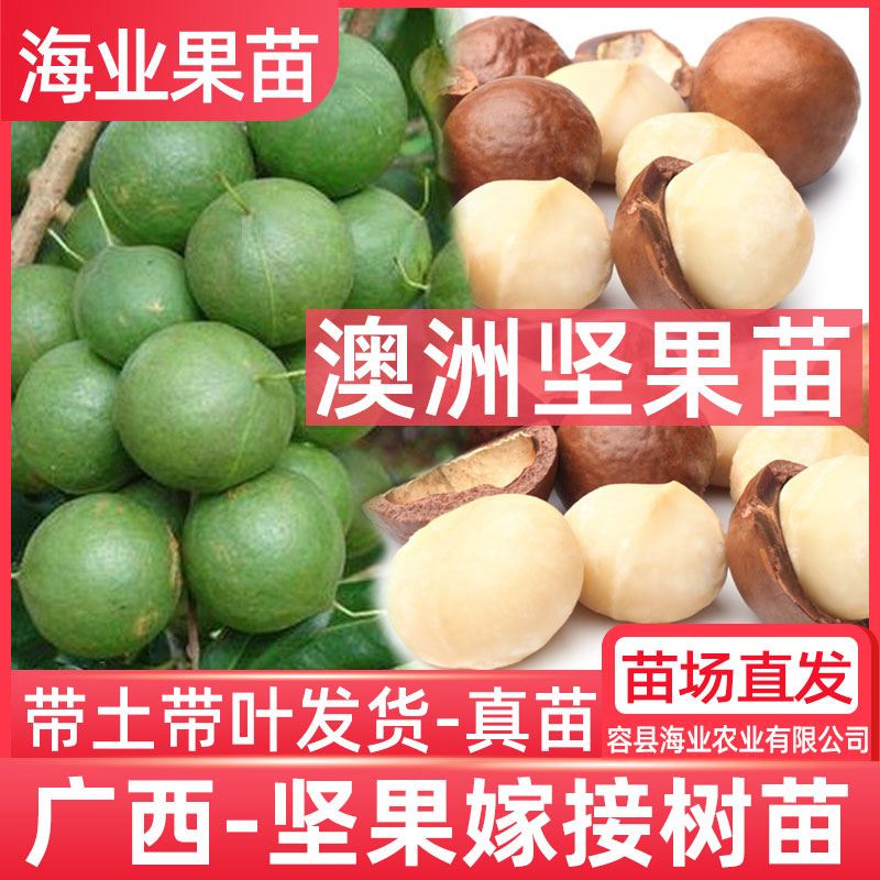 坚果树苗嫁接广西桂热1号澳洲夏威夷坚果苗盆栽地载庭院南方果树