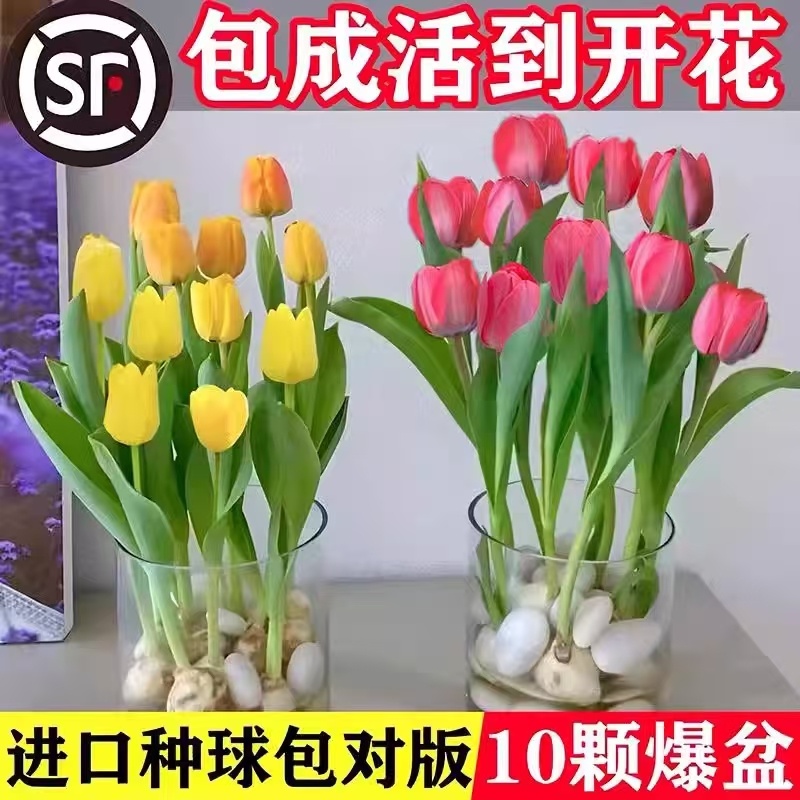 郁金香大种球水培套装玻璃瓶耐寒多年生四季花卉鲜花盆栽风信子