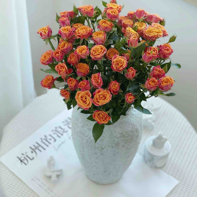 多肉橙色玫瑰花鲜花5支/份 颜色明媚的复色泡泡花瓣厚实