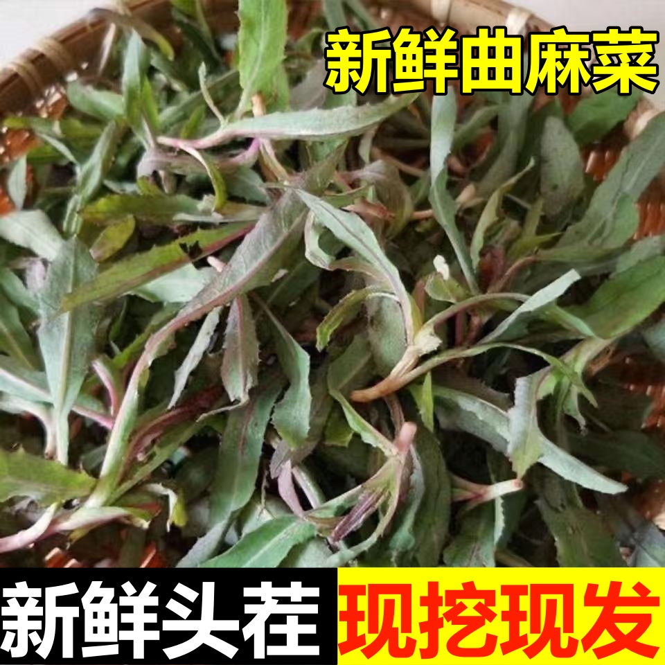 曲麻菜新鲜野生苦麻菜苗苦菜东北特产野菜曲曲菜苣荬菜蘸酱菜现挖