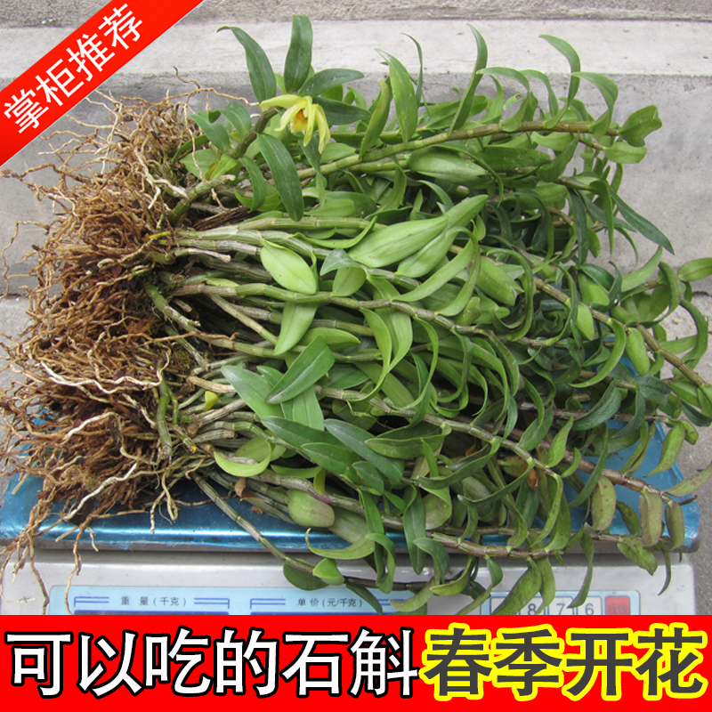 食用雁荡山三年铁皮石斛苗种植枫斗苗兰药用植物阳台盆栽盆景批发