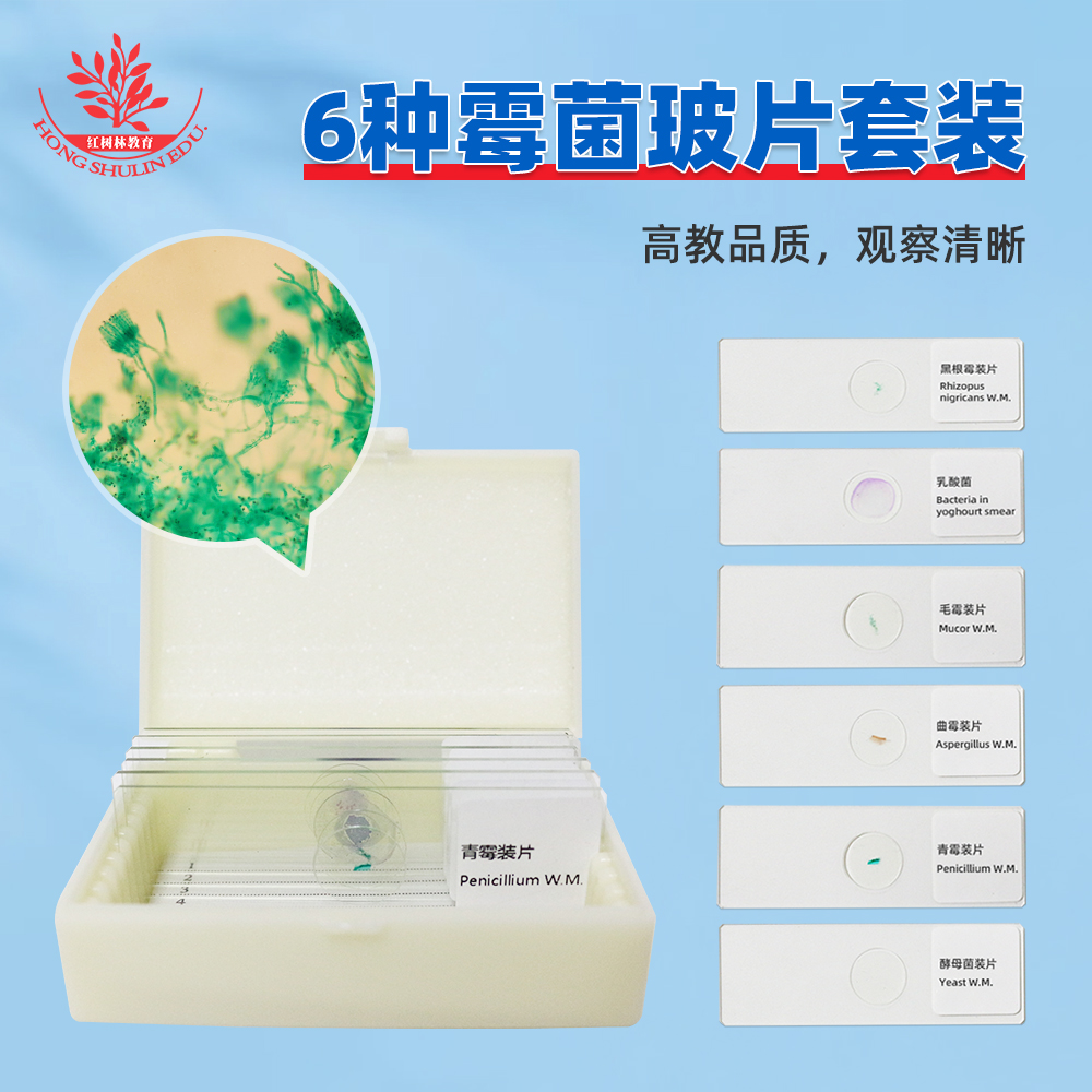 青霉曲霉根霉酵母菌乳酸菌毛霉装片共6种霉菌显微镜玻片高教标准