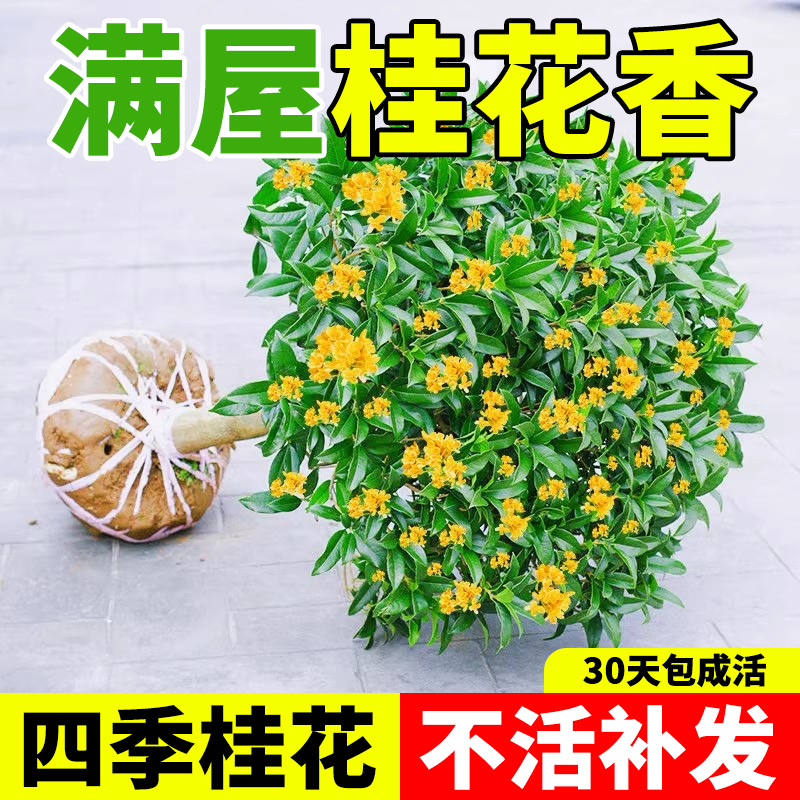 桂花树苗四季桂盆栽可食用开花不断室内阳台庭院浓香型花卉植物