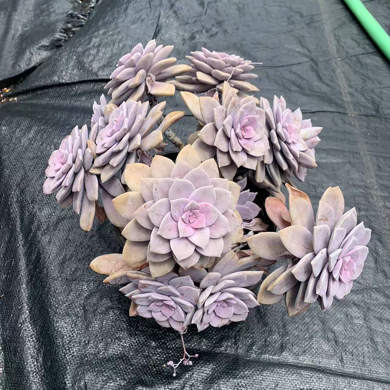 多头整装大颗巨形多肉植物紫乐悦霞仙子华丽风车组合园艺老桩盆栽