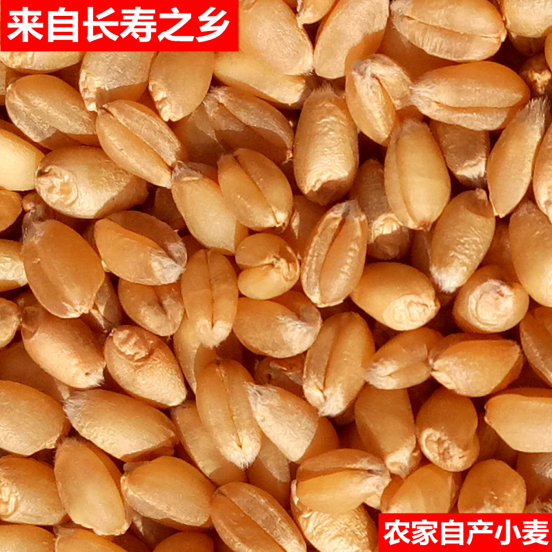 小麦粒食用可发芽做麦芽糖杂粮麦苗猫草种子五谷米带皮仁胚芽麦子
