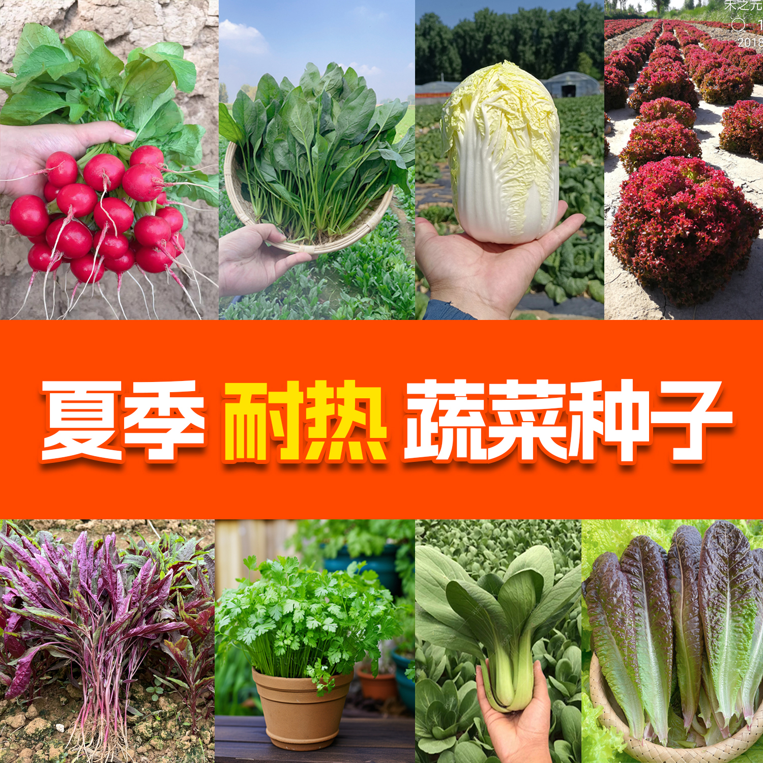 夏季蔬菜种子大全菠菜香菜小白菜籽秋季萝卜四季生菜种孑葱青菜籽