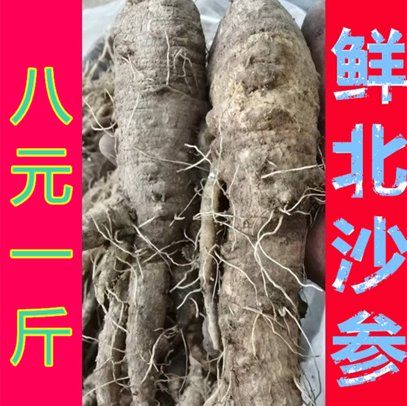 东北长白山特产沙参北沙参山胡萝卜带土新鲜发货包邮