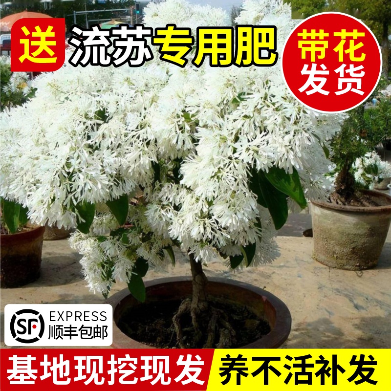 流苏树苗四月雪盆栽嫁接老桩大树庭院浓香梦幻流苏花油根子风景树