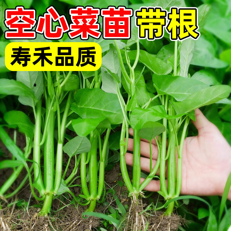 三叉菜空心菜种子种籽孑苗四季菜苗水上种植蔬菜菜籽菜种籽种带根