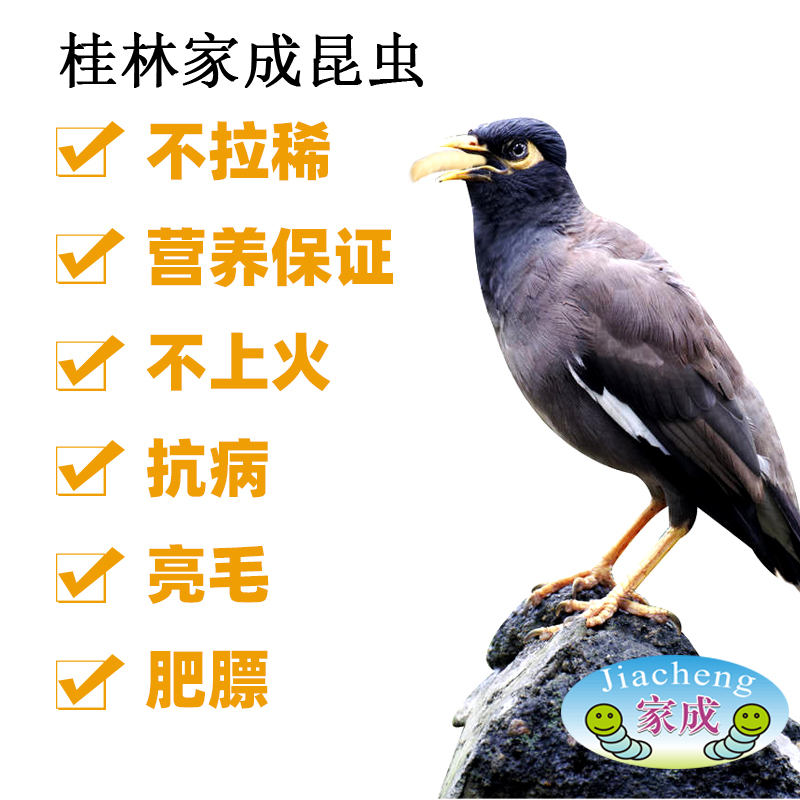 极速大蜡螟c蛹鳞翅目螳螂蜘蛛蛙爬宠物饲料产卵多高蛋白质营养需