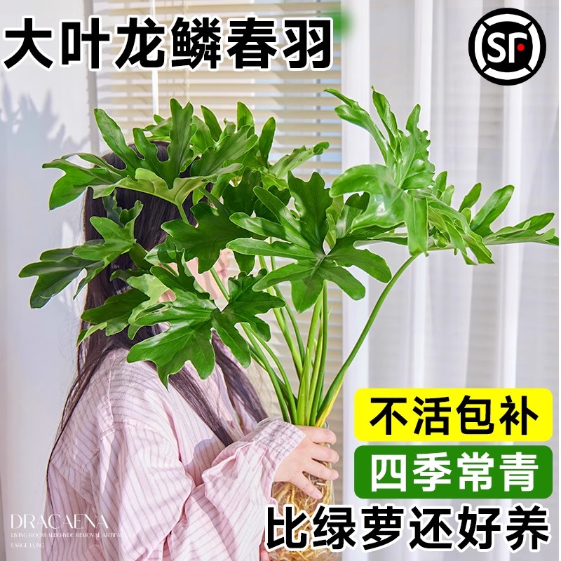 春羽水培植物大叶龙鳞春羽桌面绿植室内老桩盆栽四季常绿好养易活