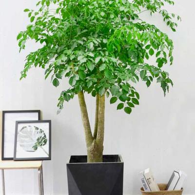 金叶子多头幸福树大型老桩常绿植物盆栽办公室内外庭院耐寒除甲醛