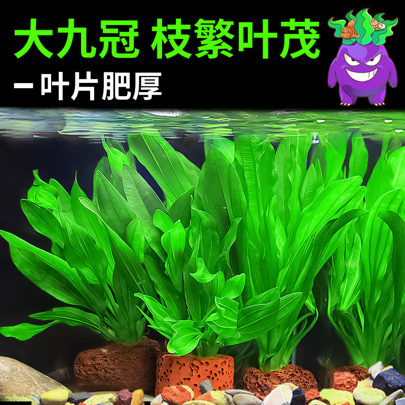 水草植物鱼缸造景大九冠水草阴性水培植物净化水质迷你九冠水草