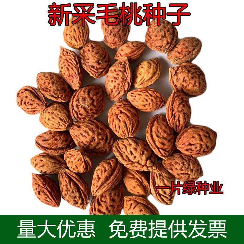 新采毛桃种子杏树种籽山桃种子毛桃核野毛桃树种子嫁接梅花砧木