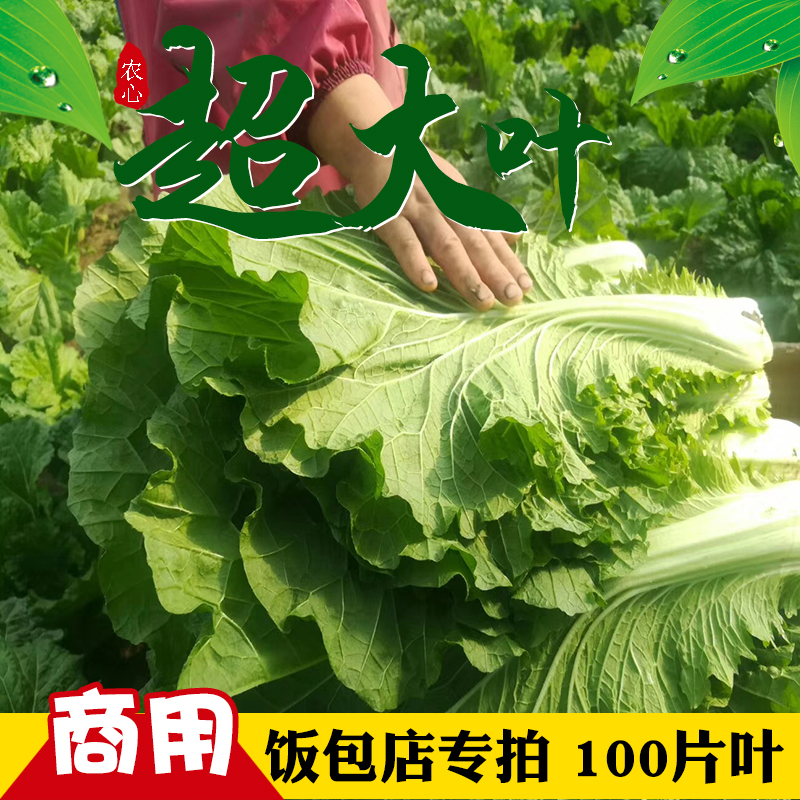 白菜叶饭包东北饭包店菜叶商用打饭包的白菜叶新鲜大白菜叶子包邮