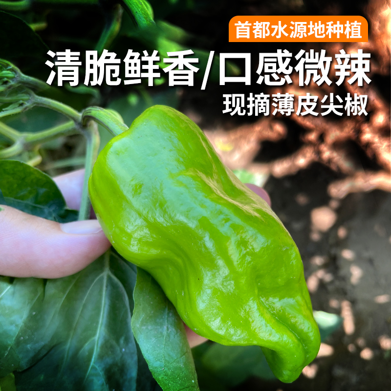 密农人家 新鲜尖椒 农家辣椒 微辣鲜香时令蔬菜 虎皮尖椒 300g