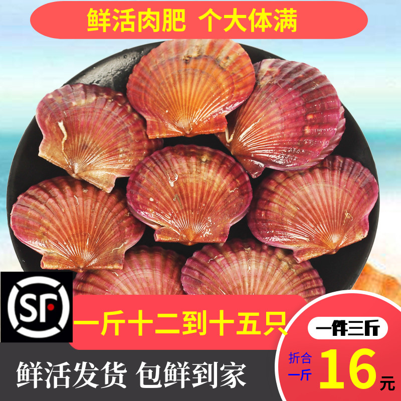鲜活生鲜扇贝3斤食用野生捕捞小红贝清蒸蒜蓉捞汁海鲜烧烤材料