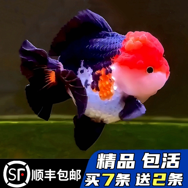 精品熊猫三色玛丽泰狮金鱼活鱼黑白百褶进口F1观赏鱼苗冷淡水好养