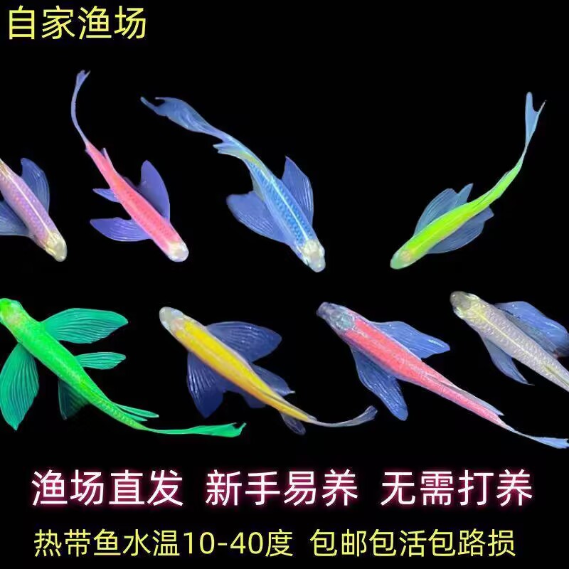 长尾蝶翼斑马鱼彩斑鱼苗批发渔场直销一百条起批冷水小型热带鱼苗