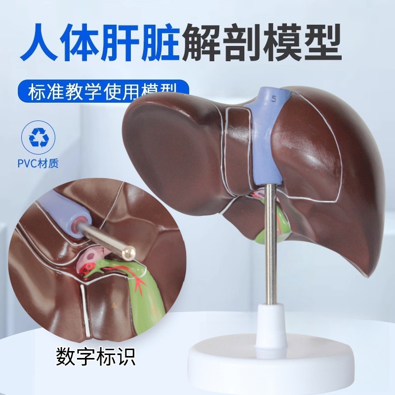 海医人体肝脏解剖模型肝胰正常肝可拆卸教学培训展示真的好