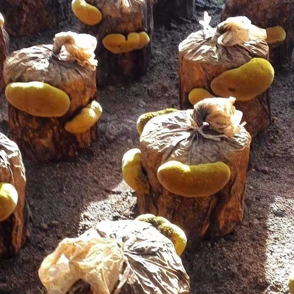 桑黄菌种菌包菌棒室内阳台四季菌菇蘑菇种植包植物盆栽大棚栽培种