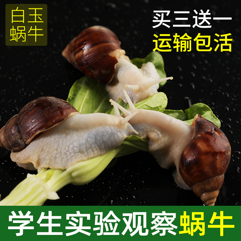 白玉蜗牛活体宠物学生教学专用蜗牛套装观赏食用超大蜗牛科学实验