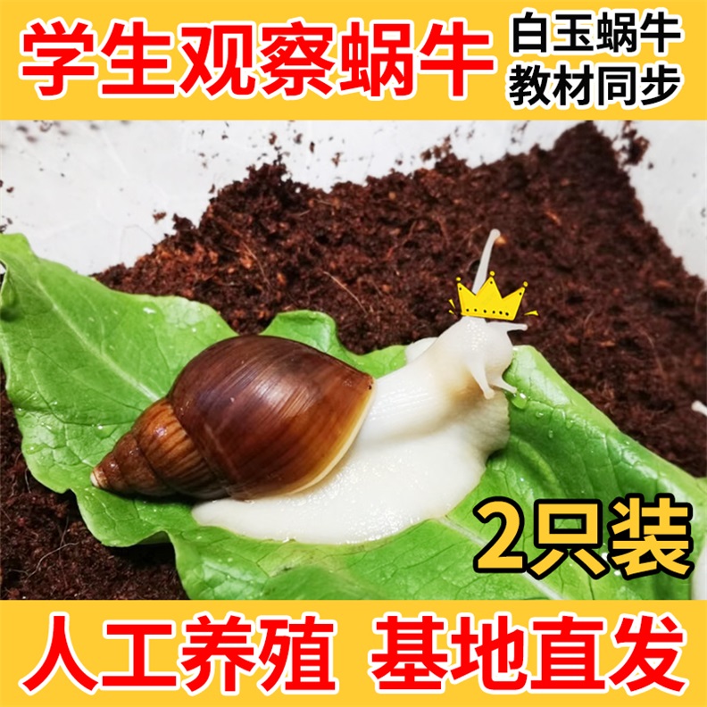 大蜗牛活体宠物白玉蜗牛套装食用蜗牛观察小蜗牛学生科学实验蜗牛
