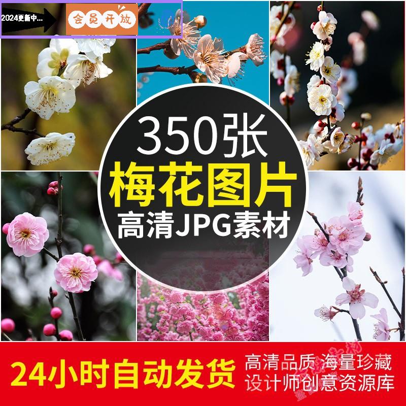高清4K图库 梅花图片寒梅腊梅花卉植物摄影照片壁绘画纸临摹素材