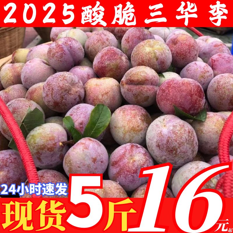 正宗钱排银妃红心三华李子新鲜现货 孕妇爱吃酸甜当季水果5斤包邮