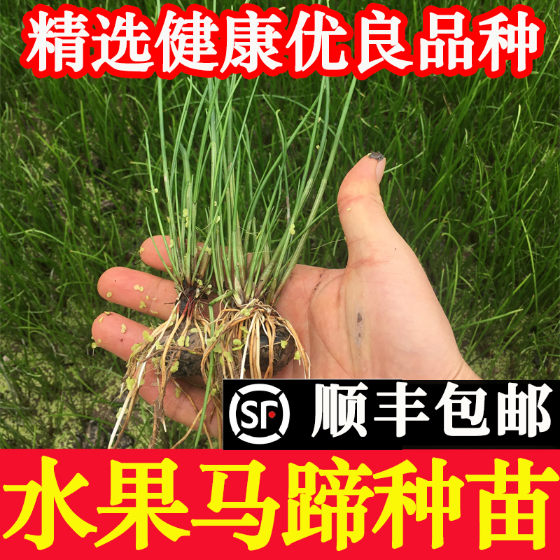 正宗广西桂林荔浦马蹄种子苗荸荠种植苗高产脆甜多汁水果马蹄种子