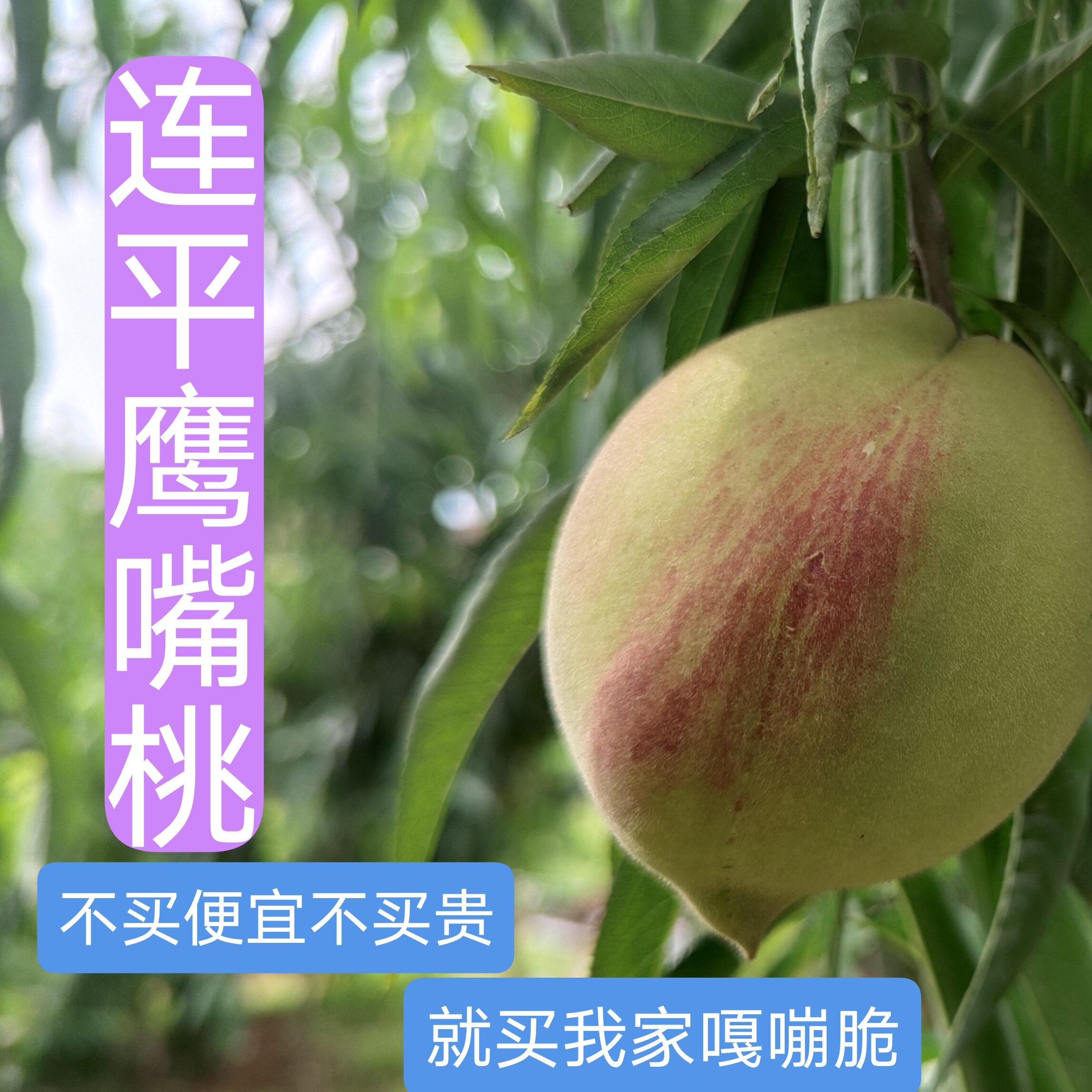 广东河源连平上坪桃鹰嘴桃新鲜水果现采摘桃子脆桃水蜜桃王