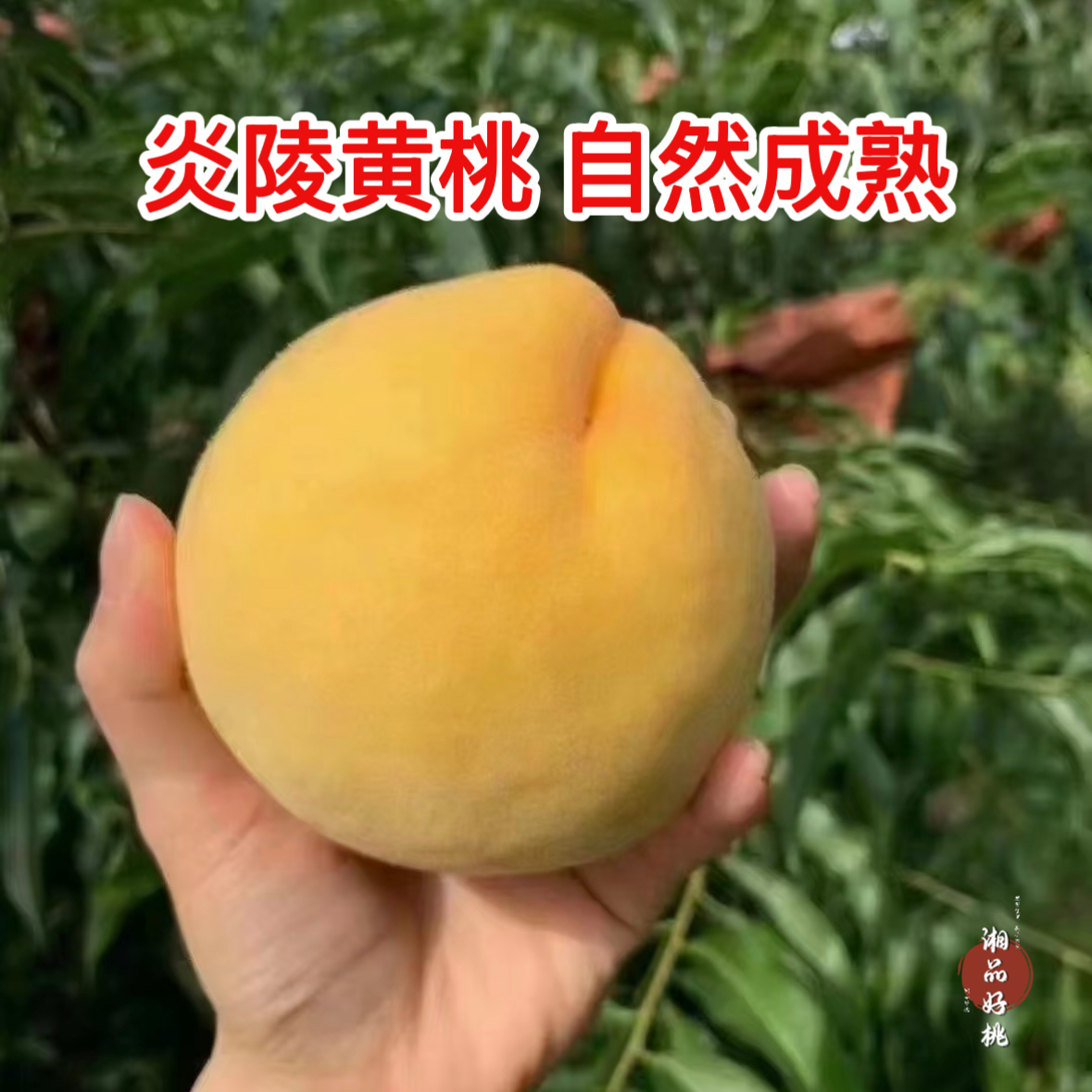 炎陵黄桃湖南红心脆甜新鲜采摘孕妇产地直发应季水果多汁孕妇水果