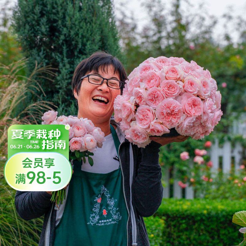 海蒂的花园瑞典女王直立月季灌木欧月花型丰花庭院花卉植物盆栽苗
