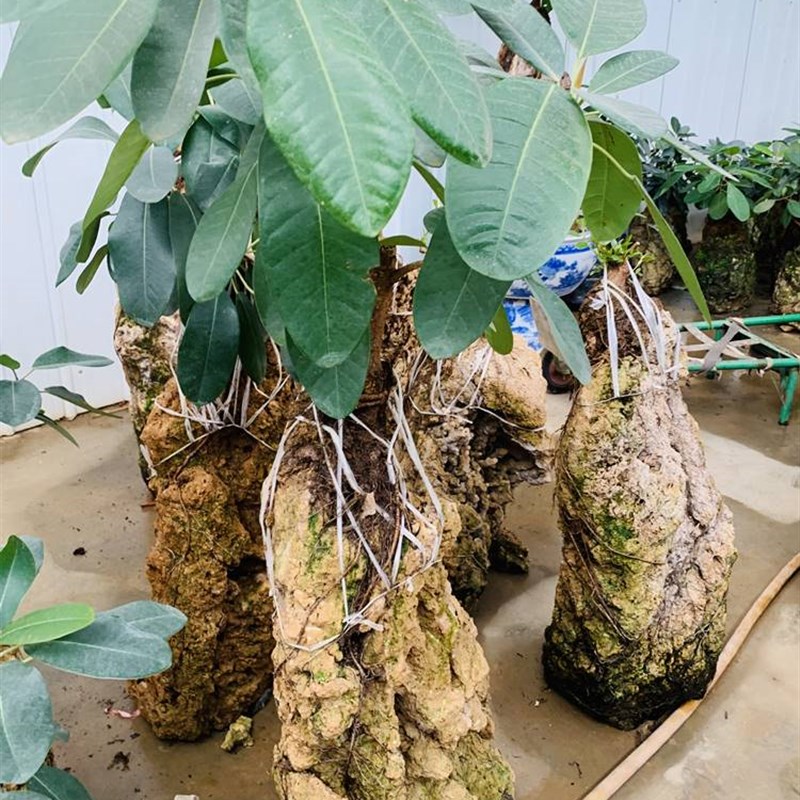 速发吸水石云南榕树清香木假山风水盆景好养植物小巧精致居家加湿
