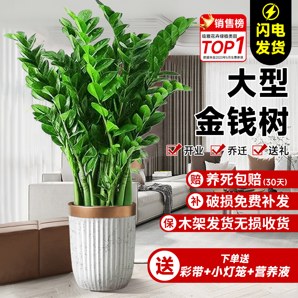 金钱树盆栽客厅大花盆旺宅树办公室内大型好养绿植物乔迁摇钱串子