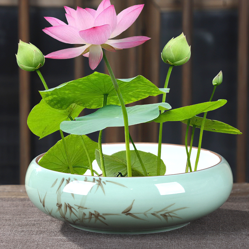水培花盆陶瓷手工绘画水仙盆铜钱草金钱草碗莲一叶莲无孔植物花盆