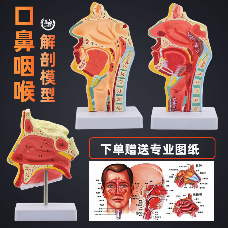 人体鼻腔解剖模型耳鼻喉科医学教学模型鼻子口腔鼻部结构组织模型