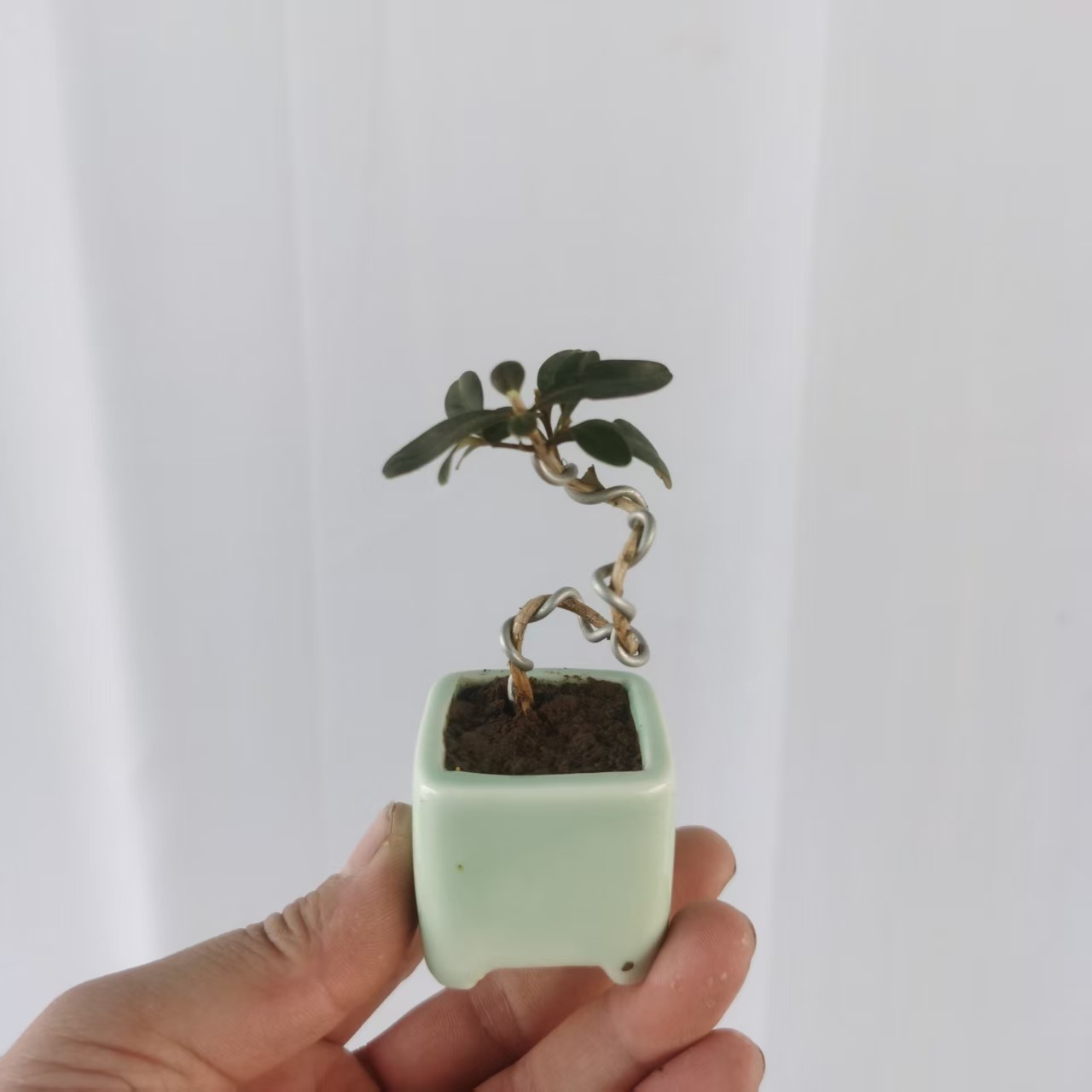 小微拇指盆景 瓜子黄杨 小品掌中宝黄杨造型阳台桌面绿植盆栽盆景