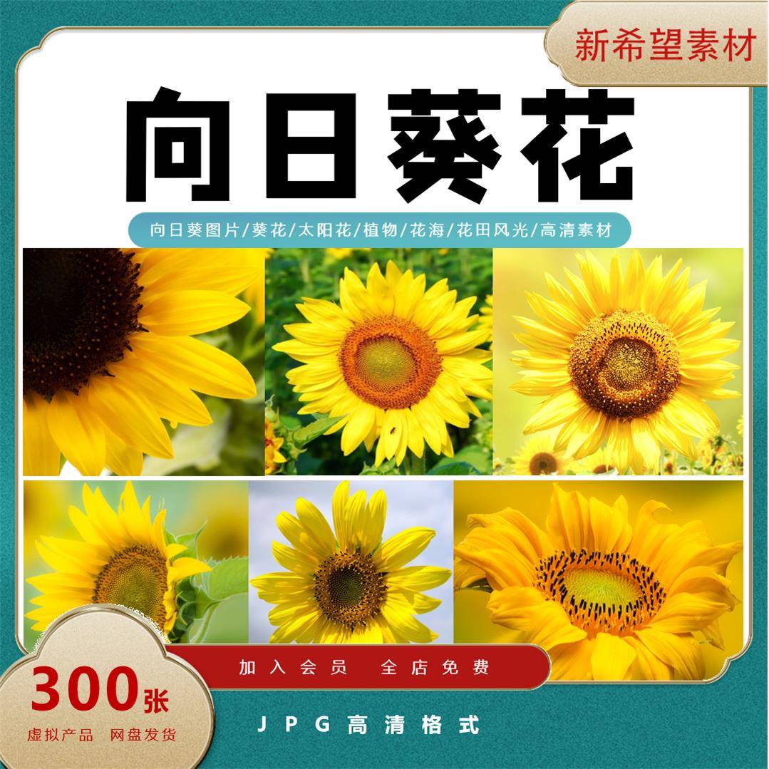 向日葵图片葵花太阳花植物花海花田风光摄影照片高清壁纸jpg素材