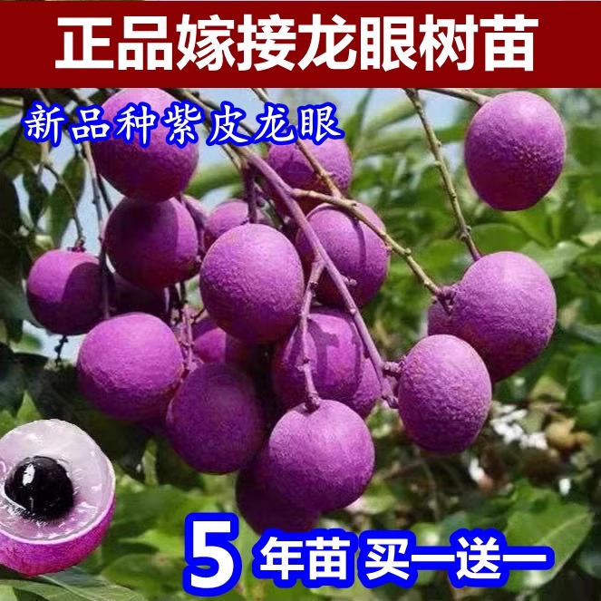 新品紫皮龙眼嫁接苗四季无核龙眼桂圆苗石硖储良红皮龙眼当年结果
