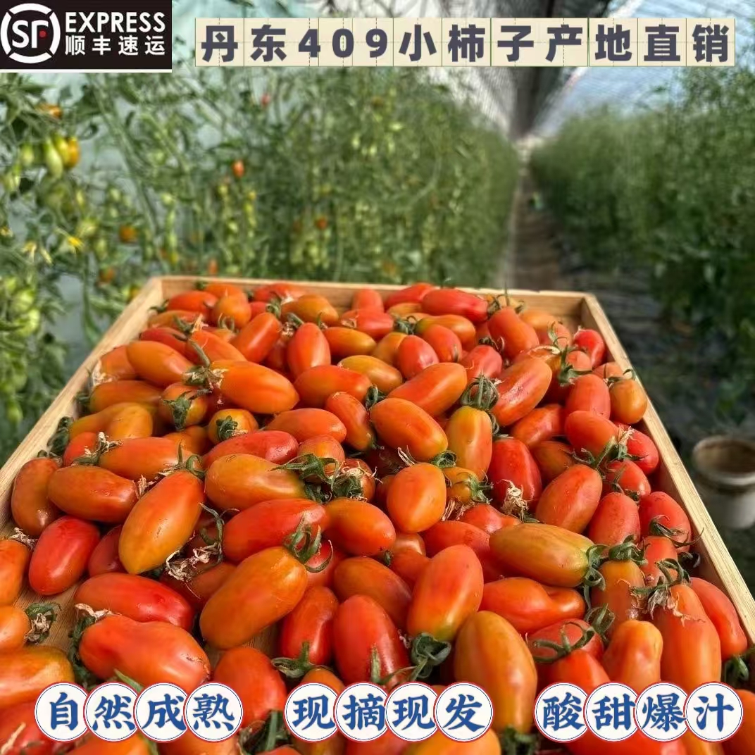 正宗丹东409小柿子新鲜小西红柿番茄现摘现发新鲜水果孕妇小孩吃