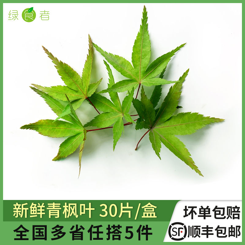 新鲜绿枫叶30片/盒 青枫树叶子 西餐日料冷菜摆盘装饰 5件包邮