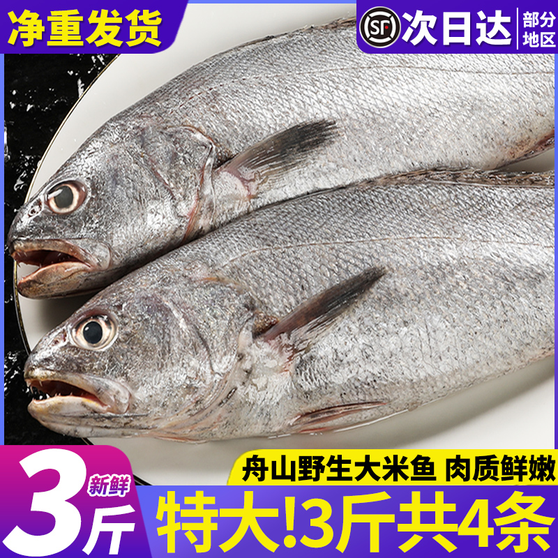 特大米鱼新鲜冷冻舟山海捕大鮸鱼新鲜深海敏鱼鲜活海鲜水产3斤装