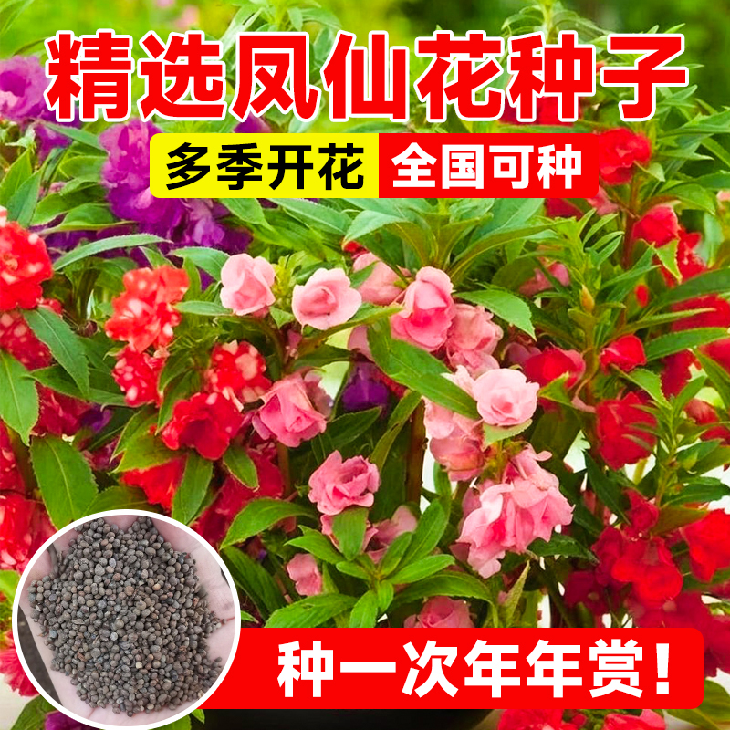 重瓣凤仙花种子阳台庭院四季播种开花籽室外花卉大全指甲花种籽子