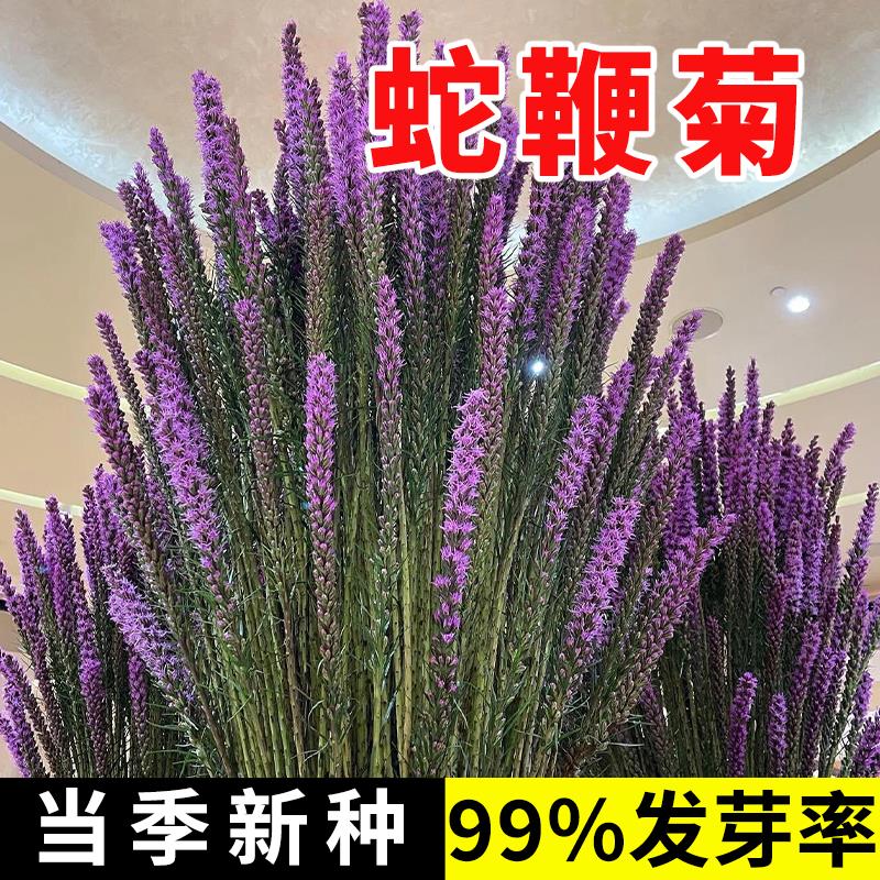 蛇鞭菊种子麒麟菊花籽猫尾花种籽花坛阳台可盆栽多年生宿根春秋播