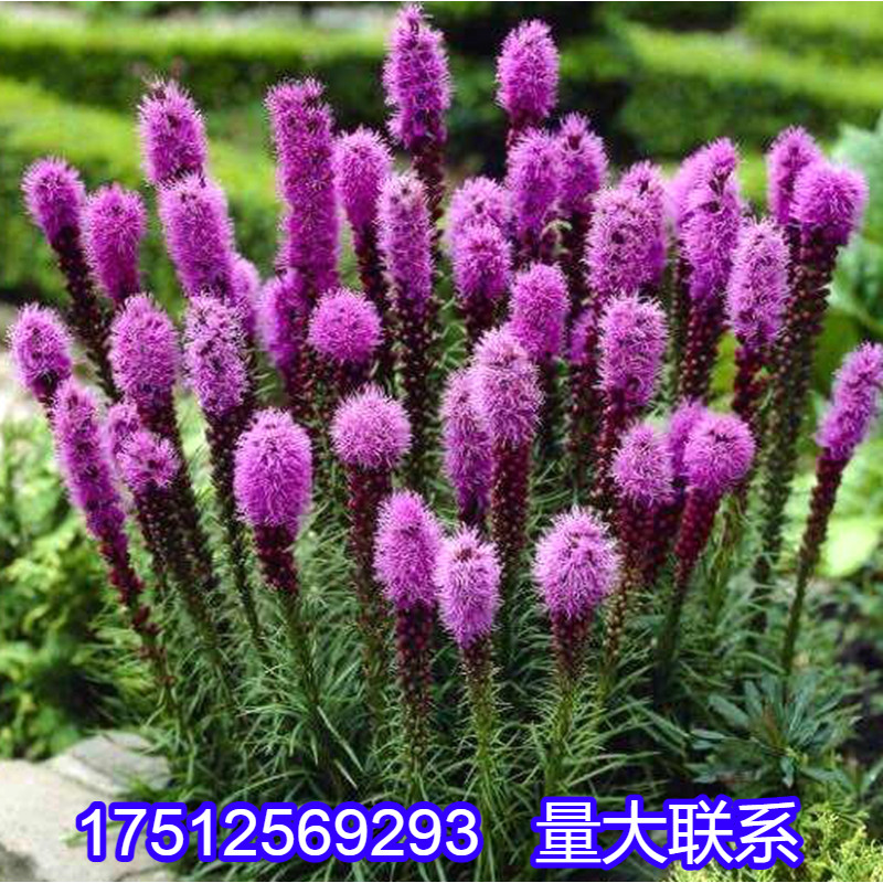 蛇鞭菊种子麒麟菊花籽猫尾花多年生宿根花镜花坛阳台盆栽春秋季播