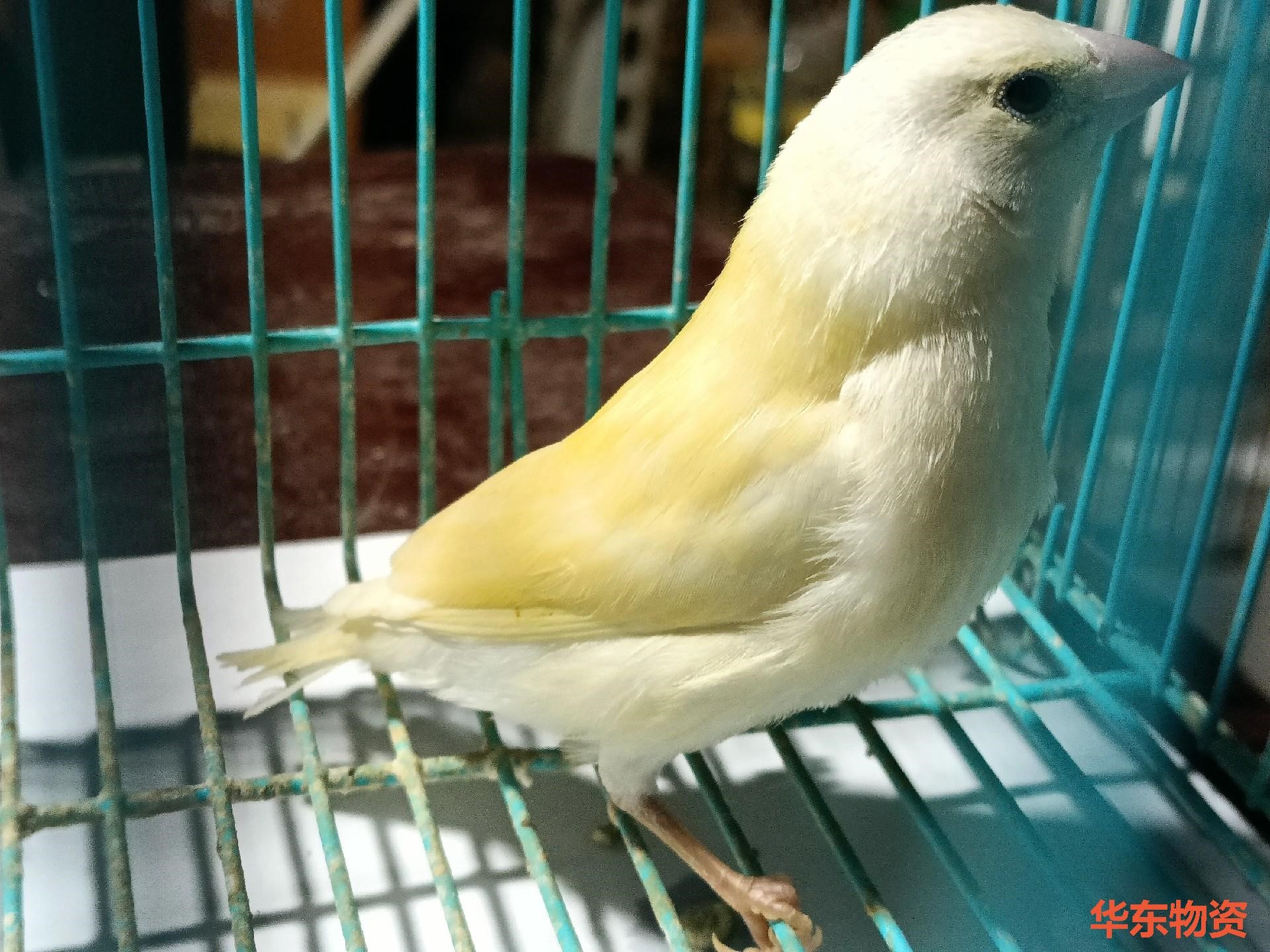 新鲜出炉的金背,可以快递可以自提【九号线松江体育中心地铁站】