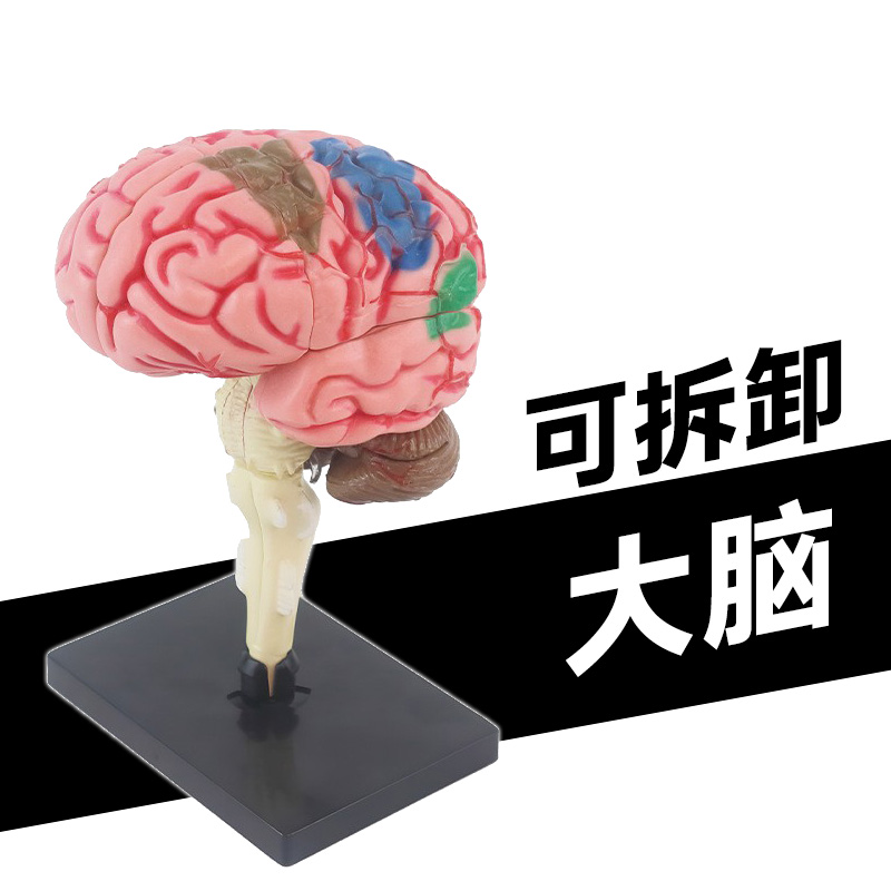 4D大脑解剖模型人体医学可拆卸人脑部结构立体拼图儿童科学玩教具