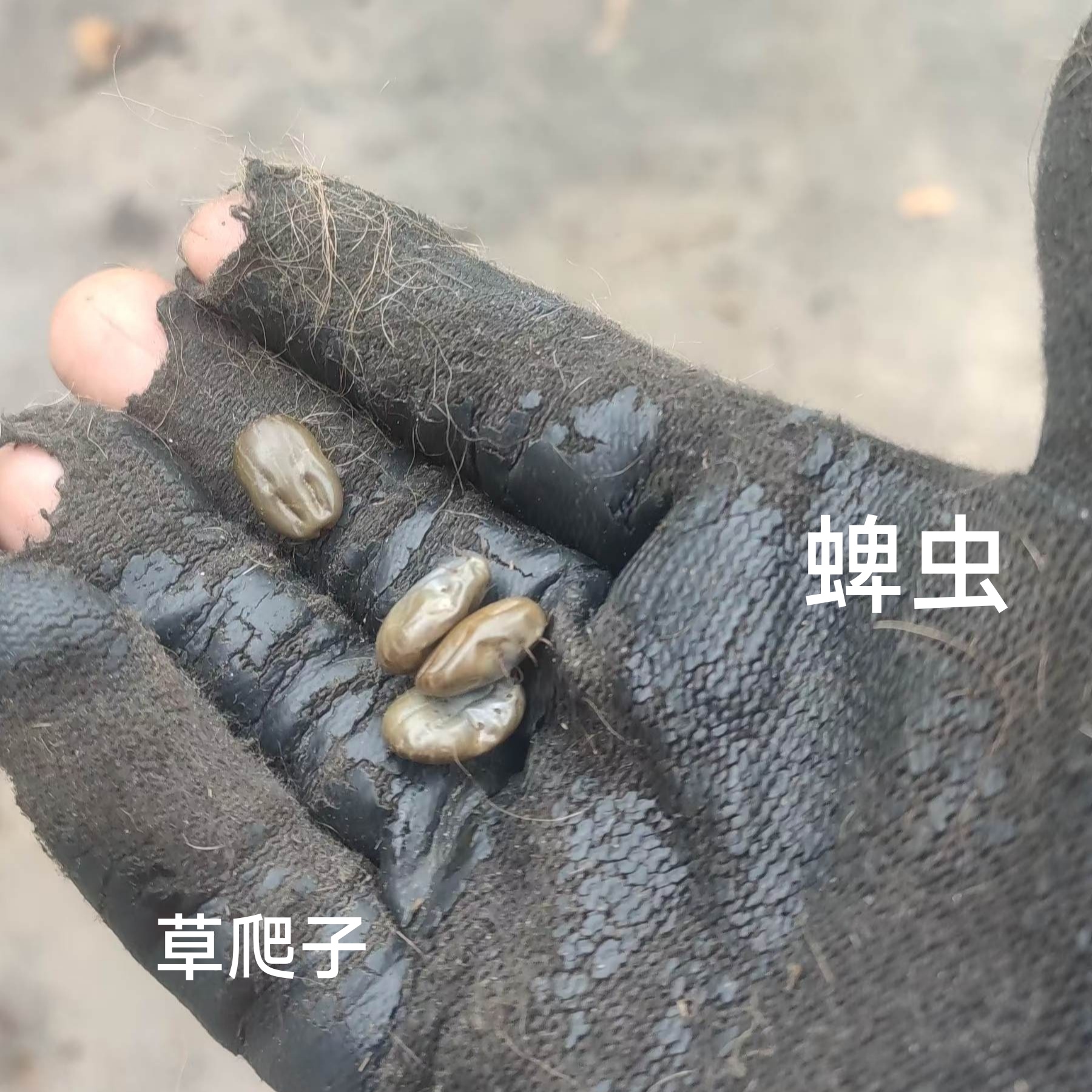 脾虫草爬子寄生虫草皮虫野生动物研究牛瘪子马鹿狗憋子鳖麻牛虱子